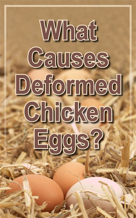 What Causes Deformed Chicken Eggs and Other Egg .